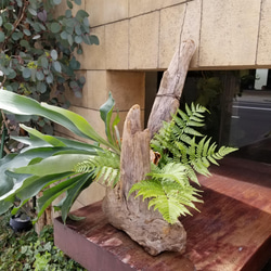F1503　コウモリラン　ビフルカツム　流木仕立て　植物 　置物　オブジェ　 5枚目の画像