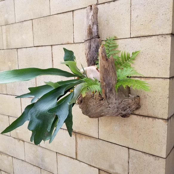 F1503　コウモリラン　ビフルカツム　流木仕立て　植物 　置物　オブジェ　 6枚目の画像