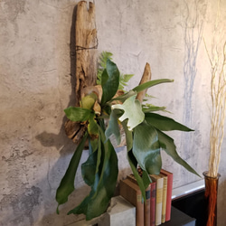 F1503　コウモリラン　ビフルカツム　流木仕立て　植物 　置物　オブジェ　 8枚目の画像