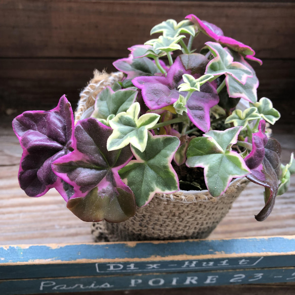 エレガンテ♡ピンクの星型♡アイビーゼラニウム♡観葉植物 アート  