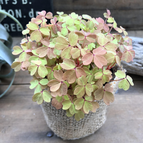 黄昏♡たそがれ♡オキザリス♡即完売♡可愛い アートフラワー パリ