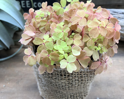 黄昏♡たそがれ♡オキザリス♡即完売♡可愛い アートフラワー パリ