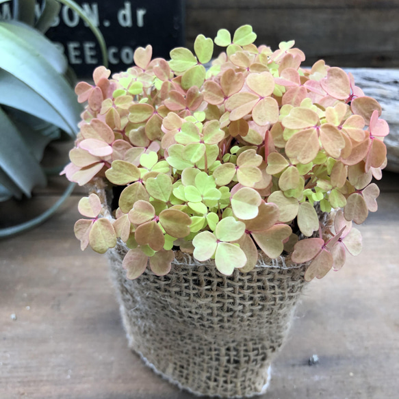 黄昏♡たそがれ♡オキザリス♡即完売♡可愛い アートフラワー パリ