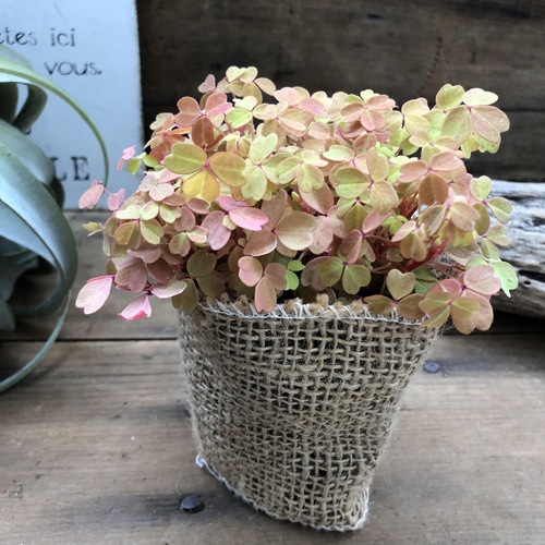 黄昏♡たそがれ♡オキザリス♡即完売♡可愛い アートフラワー パリ