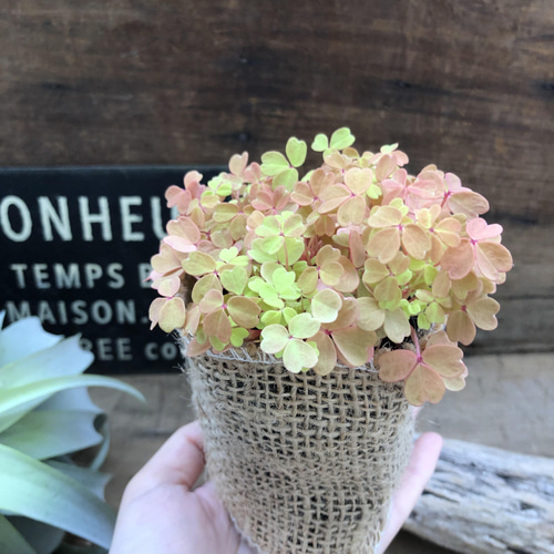 黄昏♡たそがれ♡オキザリス♡即完売♡可愛い アートフラワー パリ