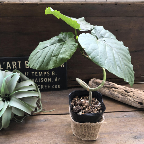 枝曲がり♡ウンベラータ♡希少♡観葉植物♡曲がり木 アートフラワー