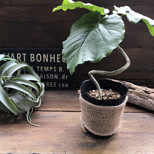 枝曲がり♡ウンベラータ♡希少♡観葉植物♡曲がり木 アートフラワー