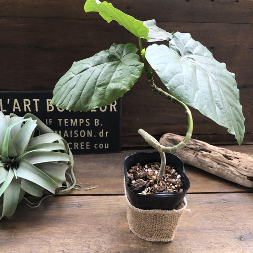 枝曲がり♡ウンベラータ♡希少♡観葉植物♡曲がり木 アートフラワー