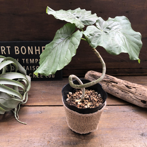 枝曲がり♡ウンベラータ♡希少♡観葉植物♡曲がり木 アートフラワー