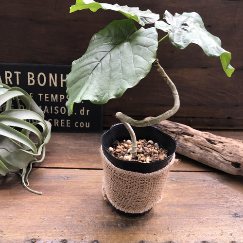 枝曲がり♡ウンベラータ♡希少♡観葉植物♡曲がり木 アートフラワー