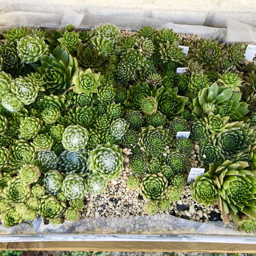 センペルビブム(ビウム)＊多肉植物＊8種類＊全て根付き＊レア品種
