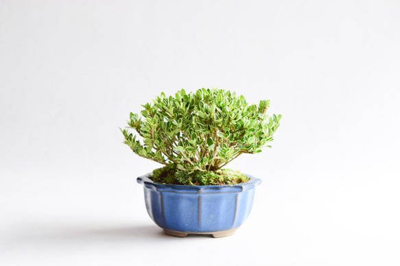 ハクチョウゲ(石付き) 盆栽 Amazon.co.jp: 小品盆栽 斑入り白鳥花 石付 全高：25～30