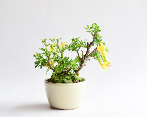 ムレスズメ 盆栽A 6edc68785e9721692ab804d1822536