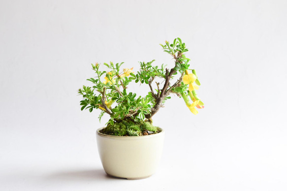 ムレスズメ 盆栽A ムレスズメ-A（むれすずめ・群雀）花もの盆栽の販売と育て方・作り方