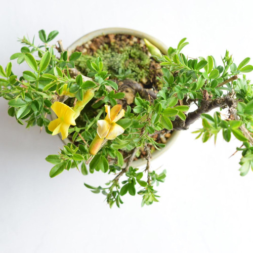 ムレスズメ No.187 盆栽 盆栽やす 通販 13753294｜Creema(クリーマ)