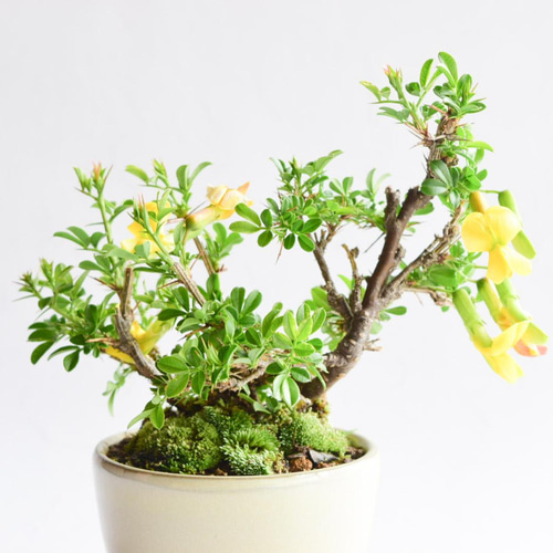 盆栽：金雀花(むれすずめ)石付 現品*ムレスズメ Muresuzume