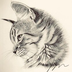 【ポストカード3枚セット】鉛筆画 猫 送料無料 6枚目の画像