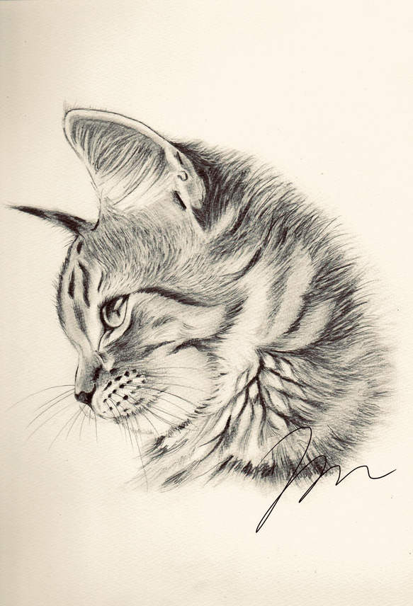 【ポストカード3枚セット】鉛筆画 猫 送料無料 6枚目の画像
