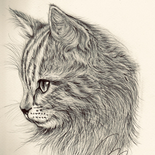 ポストカード3枚セット】鉛筆画 猫 送料無料 ポストカード tabby 通販