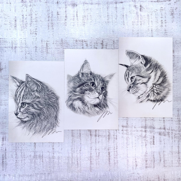 【ポストカード3枚セット】鉛筆画 猫 送料無料 2枚目の画像