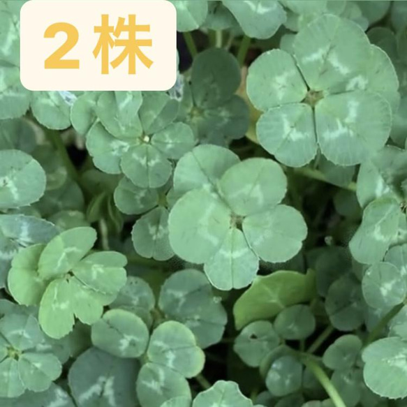 四葉のクローバー苗　　おまとめ 2株.送料無料】四つ葉のクローバー 五つ葉のクローバー 苗