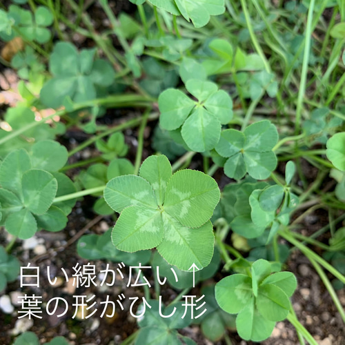 2株.送料無料】四つ葉のクローバー 五つ葉のクローバー 苗
