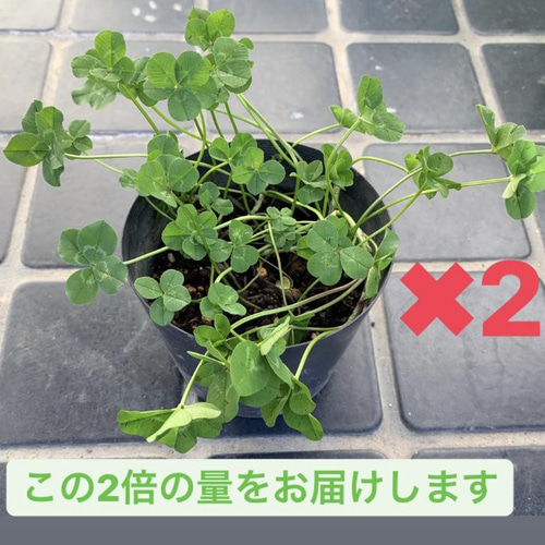 2株.送料無料】四つ葉のクローバー 五つ葉のクローバー 苗