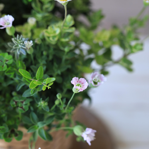 パステルカラーのギャザリング寄せ植え ドライフラワー 木の実と葉っぱ