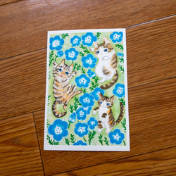 うちの猫達とネモフィラ　ポストカード2枚組 2枚目の画像