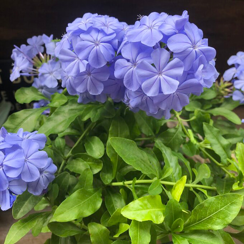 ルリマツリ♡プルーンパゴ♡アーチ仕立て♡大苗 アートフラワー