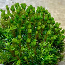 手のひらサイズ苔盆栽　枯山水　寄植え 4枚目の画像