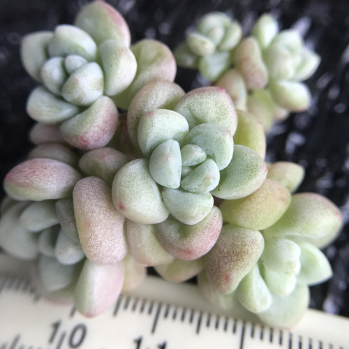 めちゃくちゃ可愛い 多肉植物 シャボン玉 群生苗 抜き苗 1苗1600円