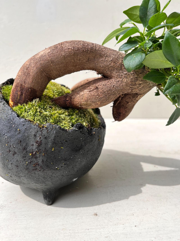 ガジュマルの盆栽　作家鉢 2枚目の画像