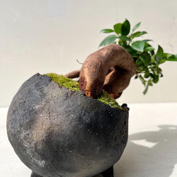 ガジュマルの盆栽　作家鉢 3枚目の画像