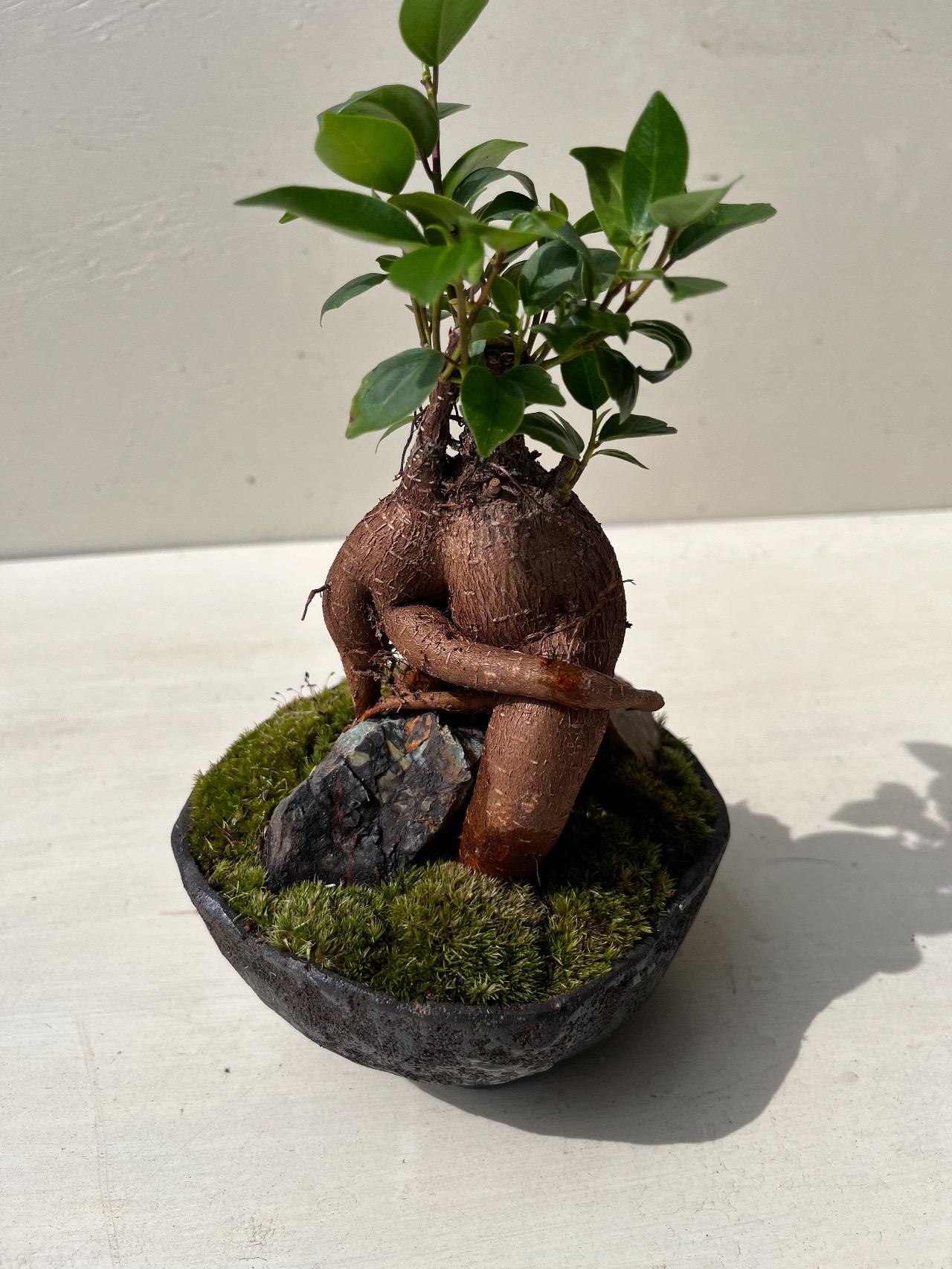 ガジュマルの盆栽 その他インテリア雑貨 moss green ikkei 通販