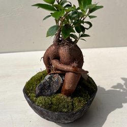 ガジュマル27 ガジュマル S | 観葉植物の通販 AND PLANTS (アンドプランツ)