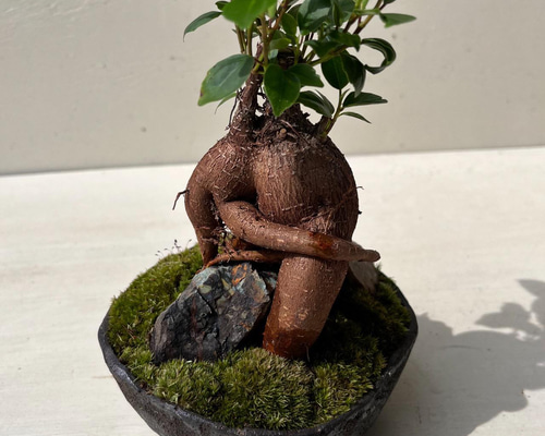 ガジュマルの盆栽 その他インテリア雑貨 moss green ikkei 通販