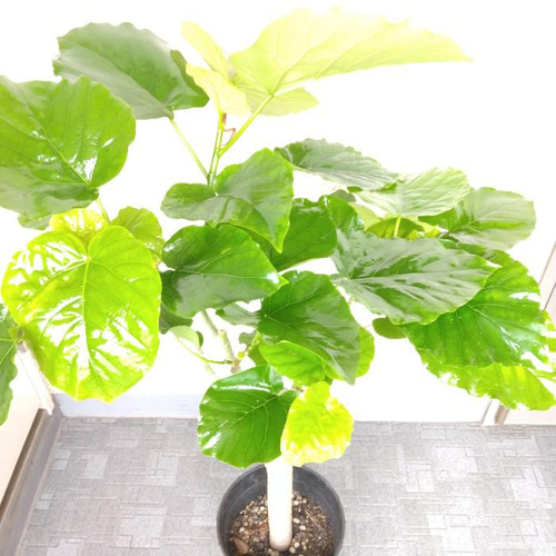 どっしり極太ウンベラータ＊フィカス＊観葉植物＊大型観葉