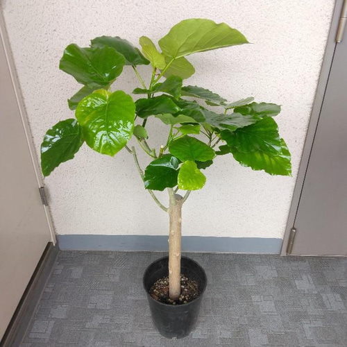現品】幹極太 ②フィカスウンベラータ朴 樹形綺麗 人気観葉植物 高さ