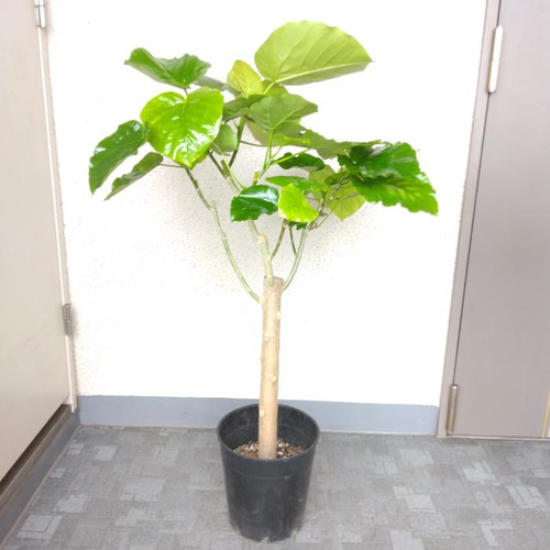 まだあります！】値下げしました！極太茎のウンベラータ