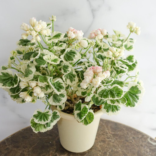 ✿希少ゼラニウム✿ 希少♡ゼラニウム✴︎ホワイトウェディング✴︎アップル