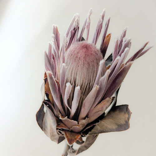 ドライフラワー❇️プロテア カーニバル❣️ プロテア》カーニバルドライフラワー ドライフラワー mamemona 通販