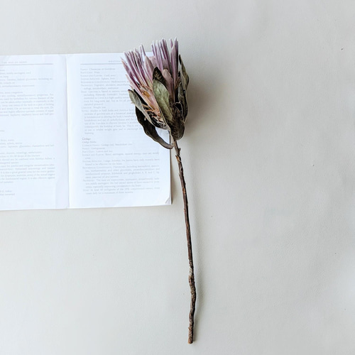 プロテア》カーニバルドライフラワー ドライフラワー mamemona 通販