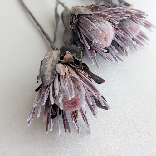 ドライフラワー❇️プロテア カーニバル❣️ プロテア》カーニバルドライフラワー ドライフラワー mamemona 通販