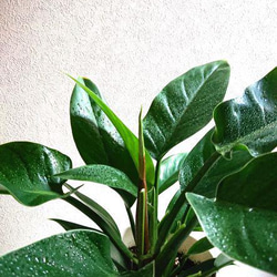 ●数量限定●新作●”フィロデンドロン　インペリアルグリーン　ロング鉢付き”　観葉植物　おしゃれ　プレゼント　インテリア 5枚目の画像