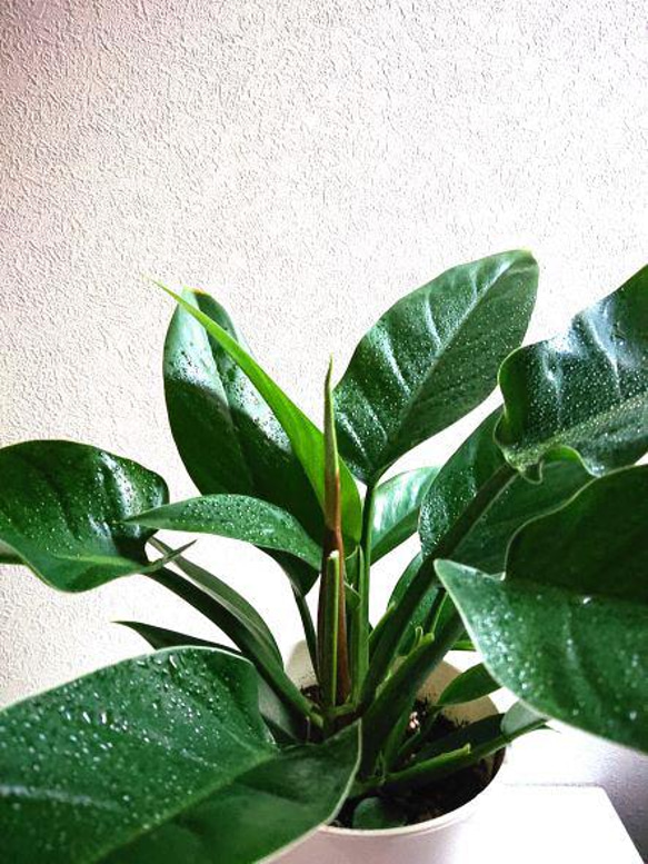●数量限定●新作●”フィロデンドロン　インペリアルグリーン　ロング鉢付き”　観葉植物　おしゃれ　プレゼント　インテリア 5枚目の画像