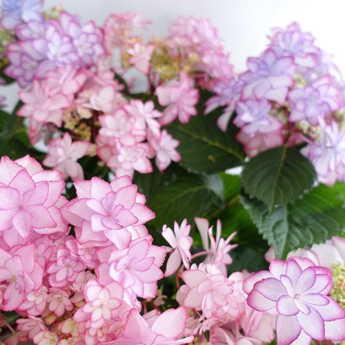 アジサイ✴︎ひな祭り✴︎ハイドランジア✴︎紫陽花✴︎花苗