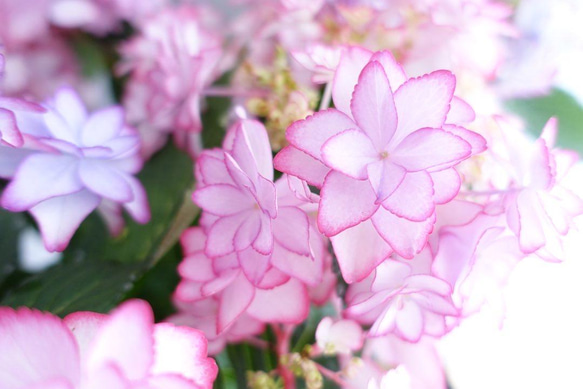 アジサイ✴︎ひな祭り✴︎ハイドランジア✴︎紫陽花✴︎花苗