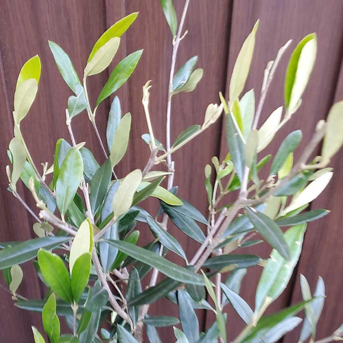 大きなオリーブの木♪ひなかぜ テラコッタ鉢植え 観葉植物 シンボル