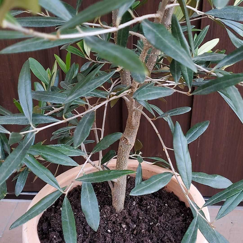 大きなオリーブの木♪ひなかぜ テラコッタ鉢植え 観葉植物 シンボル